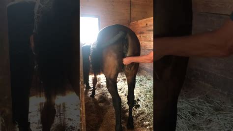 horse pussy porn|Man fucks a tight horse pussy and fills it out with semen .